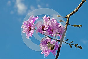 Lagerstroemia Flower