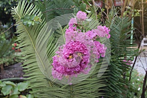 Lagerstroemia flower Indian Lilac with rain drops on in the garden.