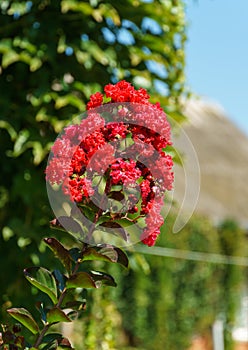 Lagerstroemia indica in blossom. Beautiful bright red flowers on ÃÂ¡rape myrtle tree on blurred green background. photo
