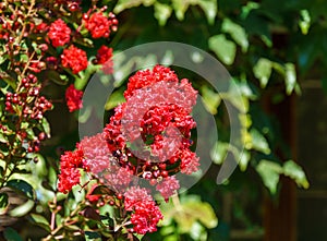 Lagerstroemia indica in blossom. Beautiful bright red flowers with red berries on Ð¡rape myrtle tree on green background.