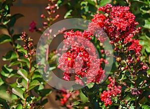 Lagerstroemia indica in blossom. Beautiful bright red flowers with red berries on Ð¡rape myrtle tree on green background.