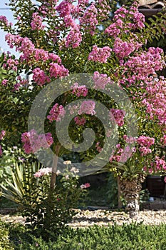 Lagerstroemia indica in blossom. Beautiful pink flowers on Ð¡rape myrtle tree on blurred blue sky background. Selective focus