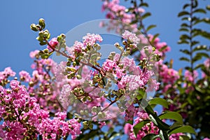 Lagerstroemia indica in blossom. Beautiful pink flowers on Ð¡rape myrtle tree on blurred blue sky background. Selective focus