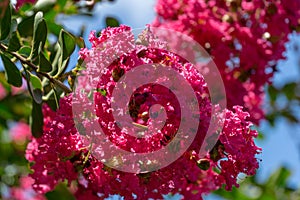 Lagerstroemia indica in blossom. Beautiful pink flowers on Ð¡rape myrtle tree on blurred green background