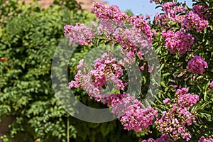 Lagerstroemia indica in blossom. Beautiful pink flowers on Ð¡rape myrtle tree on blurred green background. Selective focus