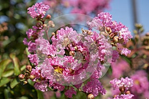 Lagerstroemia indica in blossom. Beautiful pink flowers on Ð¡rape myrtle tree on blurred green background. Selective focus