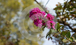 Lagerstroemia indica. Branch with lilac flowers in sunlight