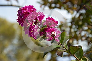 Lagerstroemia indica. Branch with lilac flowers in sunlight