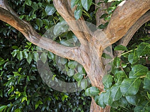 Lagerstroemia indica photo