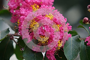 Lagerstroemia indica flowers blooming