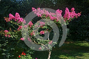 Lagerstroemia indica flowers blooming photo