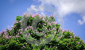 Lagerstroemia indica flowers blooming in spring