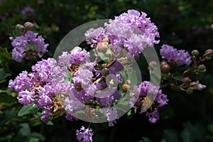 Lagerstroemia indica L.