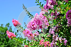 Lagerstroemia indica photo