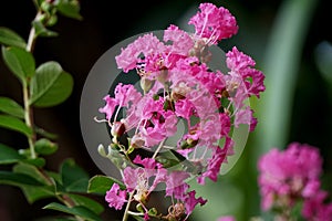 Lagerstroemia Indica photo