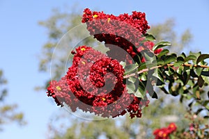 Lagerstroemia with red flowers photo