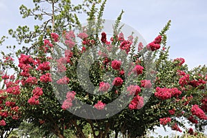 Lagerstroemia with red flowers photo