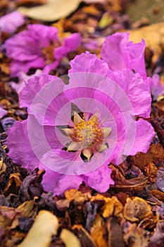 Lagerstroemia speciosa