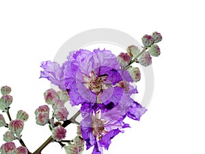 Lagerstroemia speciosa flower