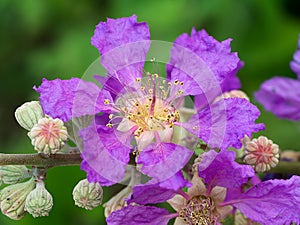 Lagerstroemia speciosa flower