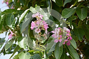 Lagerstroemia speciosa flower in natu