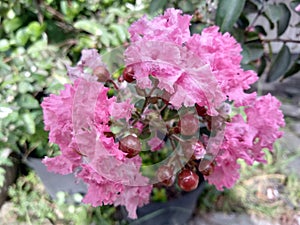 Lagerstroemia speciosa giant crepe-myrtle,Queen's crepe-myrtle or pride of India is a species of Lagerstroemia