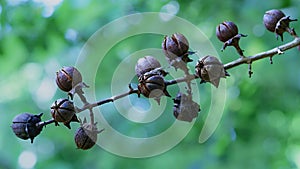 Lagerstroemia speciosa (L.) Pers 02