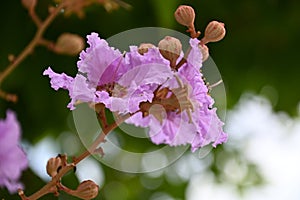 Lagerstroemia speciosa flowers growing in Ma On Shan Sha Tin New Territories Hong Kong photo