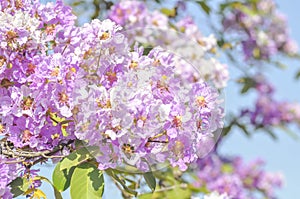 Lagerstroemia speciosa or Queen`s flower