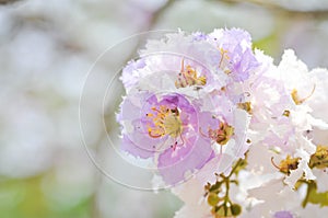 Lagerstroemia speciosa, Queen`s flower background ,flower