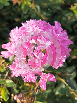 Lagerstromeia indicae radix was captured using a cell phone camera