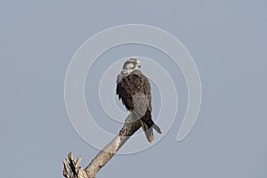 Laggar falcon, Falco jugger at Blackbuck National Park, Velavadar