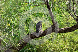 Laggar falcon or Falco jugger feeding on Spiny tailed lizard or Uromastyx kill in beautiful isolated green background