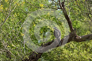 Laggar falcon or Falco jugger hunt and feasting Spiny tailed lizard or Uromastyx in claw in natural green background. Migratory