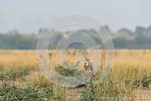 Laggar falcon or Falco jugger Sitting on eye level perch during winter morning at in an open grass field of tal chhhapar india