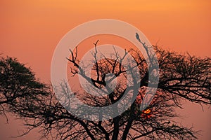 Laggar Falcon Perched on branch of tree during sunrise. Silhouette of the laggar in wild