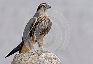 Lagger Falcon, Falco jugger, perched on a rock photo