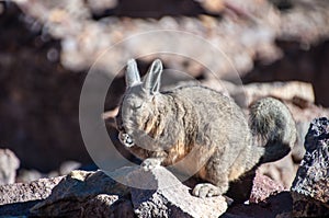 Lagidium in Bolivia photo