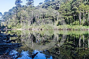 Lago Chico lake in National Park Huerquehue