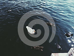 Lago de patos photo