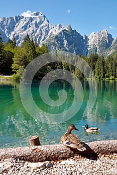 Lago di Fusine e monte Mangart with duck photo