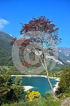 Lago di Tenno with its clear turquoise water and an autumn tree in front. Trentino, Italy