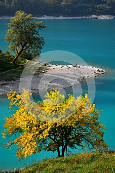 Lago di Tenno with its clear turquoise water and a yellow mulberry in its autumn color. Trentino, Italy