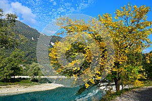 Lago di Tenno with its clear turquoise water and a yellow mulberry. Trentino, Italy