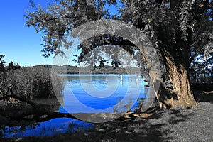 LAGO DI VARESE CON ALBERO E ACQUA