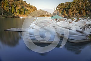 Lago Negro Black Lake with Swan Pedal Boat, Gramado, Rio Grande do Sul, Brazil photo