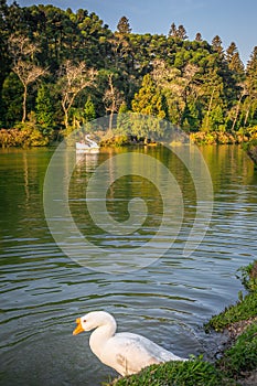 Lago Negro, Black Lake, and Swan Pedal Boats, Gramado, Rio Grande do Sul, Brazil photo