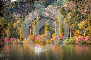 Lago Negro, Black Lake, and Swan Pedal Boats, Gramado, Rio Grande do Sul, Brazil photo