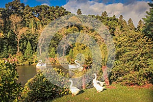 Lago Negro, Black Lake, and Swan Pedal Boats, Gramado, Rio Grande do Sul, Brazil photo