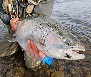 Lago Strobel steelhead photo